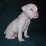 Boxer Dog Named Gunner