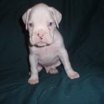 Boxer Dog Named Gunner