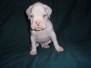Boxer Dog Named Gunner