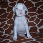 Boxer Dog Named Gunner