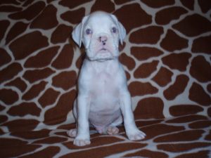 Boxer Dog Named Gunner