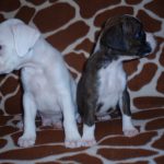 Boxer Dogs Named Gunner & Diesel