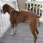 Boxer Dog Named Homer