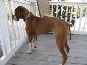 Boxer Dog Named Homer