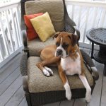 Boxer Dog Named Homer