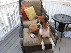 Boxer Dog Named Homer