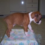 Boxer Dog Named Homer