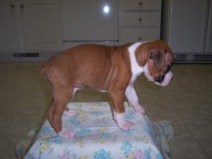 Boxer Dog Named Homer