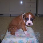 Boxer Dog Named Homer