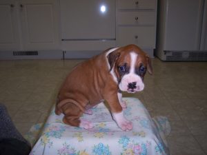 Boxer Dog Named Homer