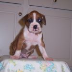 Boxer Dog Named Homer