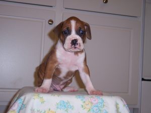 Boxer Dog Named Homer