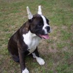 Boxer Dog Named Jewel