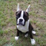 Boxer Dog Named Jewel