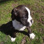 Boxer Dog Named Jewel