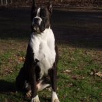 Boxer Dog Named Jewel