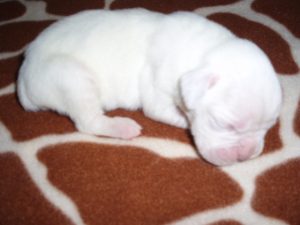 Boxer Dog Named Laila