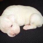 Boxer Dog Named Laila