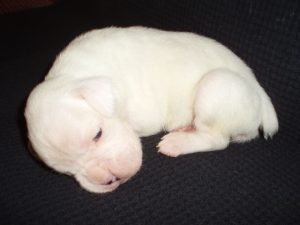 Boxer Dog Named Laila