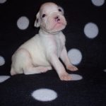 Boxer Dog Named Laila