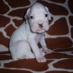 Boxer Dog Named Laila