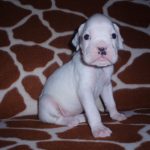 Boxer Dog Named Laila