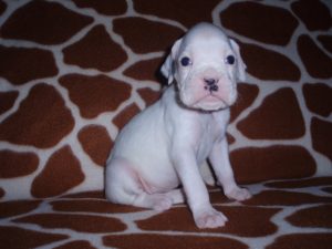 Boxer Dog Named Laila