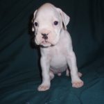 Boxer Dog Named Laila