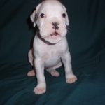 Boxer Dog Named Laila