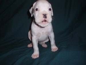 Boxer Dog Named Laila