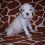 Boxer Dog Named Laila