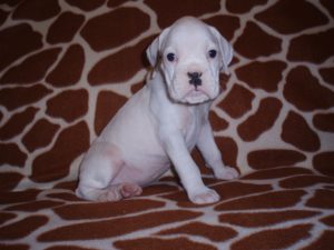 Boxer Dog Named Laila