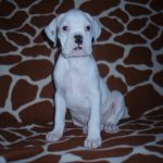 Boxer Dog Named Laila
