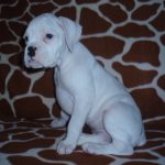 Boxer Dog Named Laila