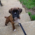 Boxer Dog Named Lilly