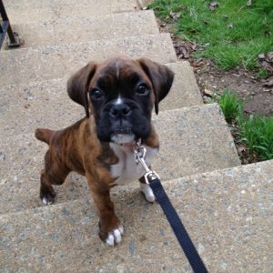 Boxer Dog Named Lilly