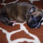 Boxer Dog Named Lilly