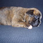 Boxer Dog Named Lilly