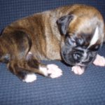 Boxer Dog Named Lilly