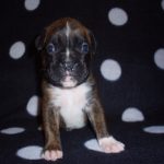 Boxer Dog Named Lilly