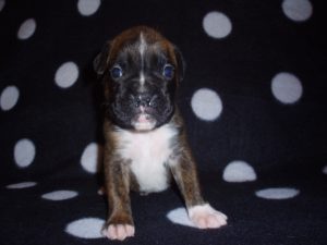 Boxer Dog Named Lilly