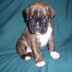 Boxer Dog Named Lilly