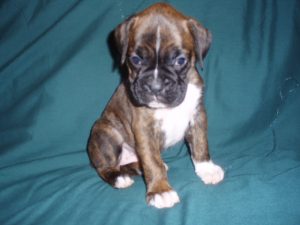 Boxer Dog Named Lilly