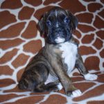 Boxer Dog Named Lilly