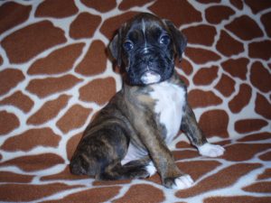 Boxer Dog Named Lilly