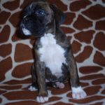 Boxer Dog Named Lilly
