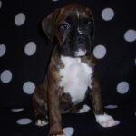 Boxer Dog Named Lilly