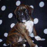 Boxer Dog Named Lilly