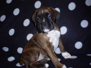 Boxer Dog Named Lilly