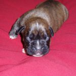 Boxer Dog Named Dude